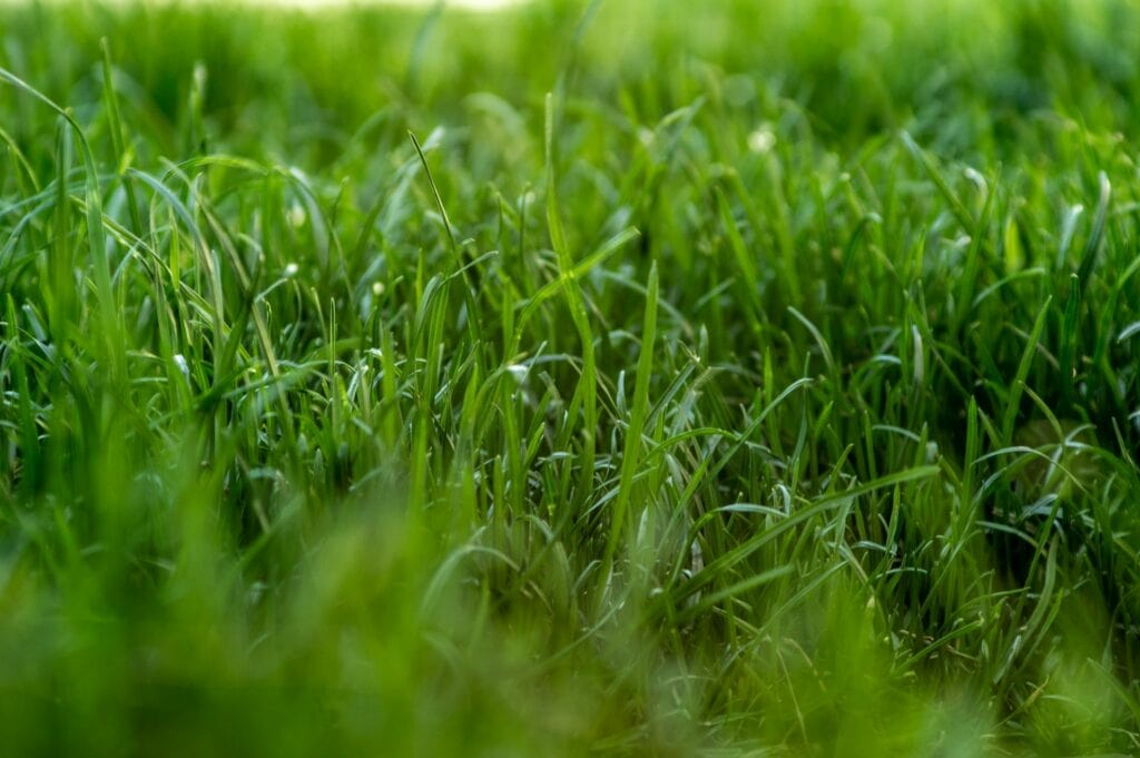 ujęcie z bliska zdrowej trawy