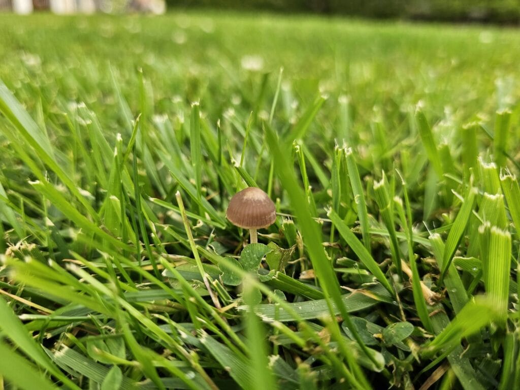 mały grzybek rosnący na zadbanym trawniku