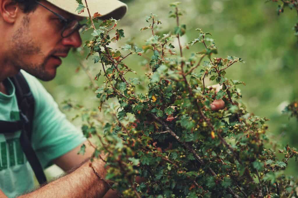 Przycinanie drzew i krzewów owocowych