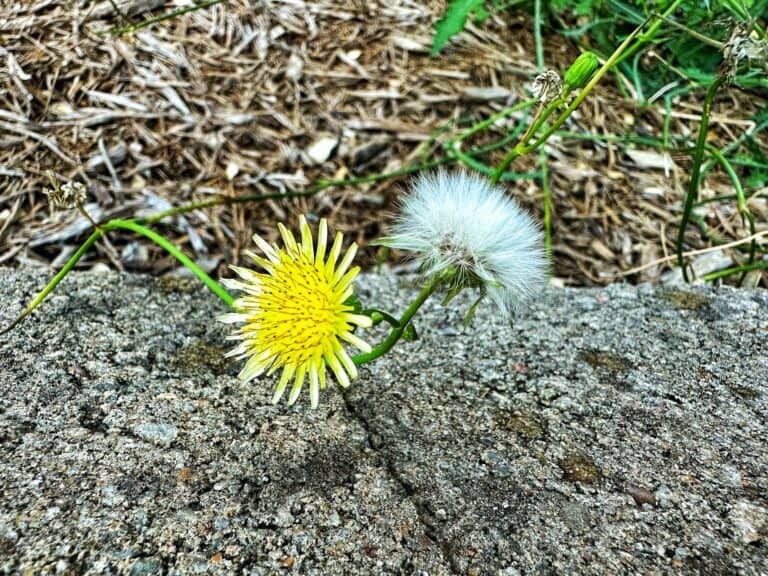 Walka z chwastami na trawniku – metody chemiczne i ekologiczne