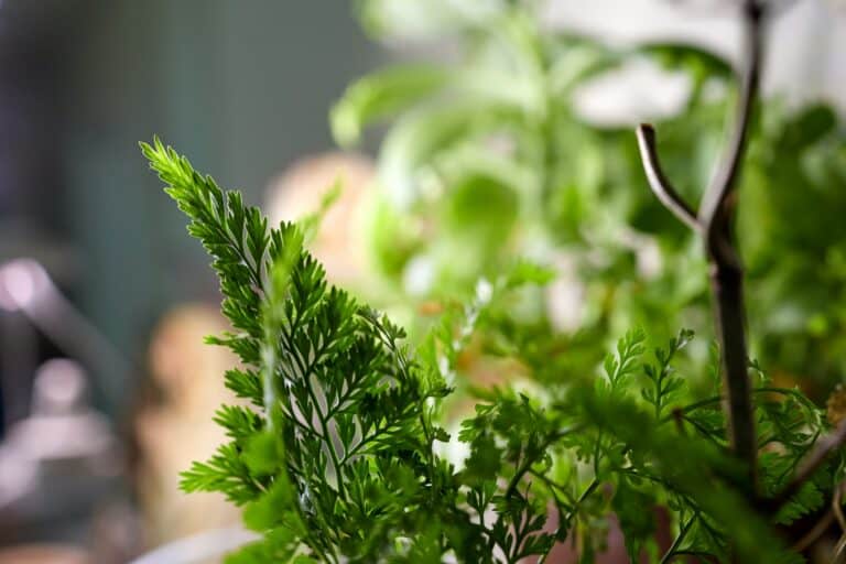 Domowy ogródek ziołowy w kuchni – Jakie zioła wybrać i jak je pielęgnować?