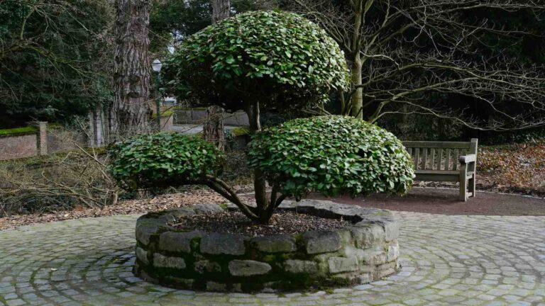 Magia w Twoim ogrodzie: Bonsai w ogrodzie – aranżacje, które stworzą niepowtarzalny klimat.