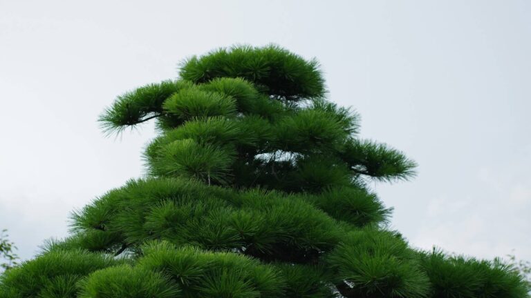 Krok po kroku: profesjonalne formowanie sosny na bonsai. Techniki cięcia i drutowania dla ambitnych.