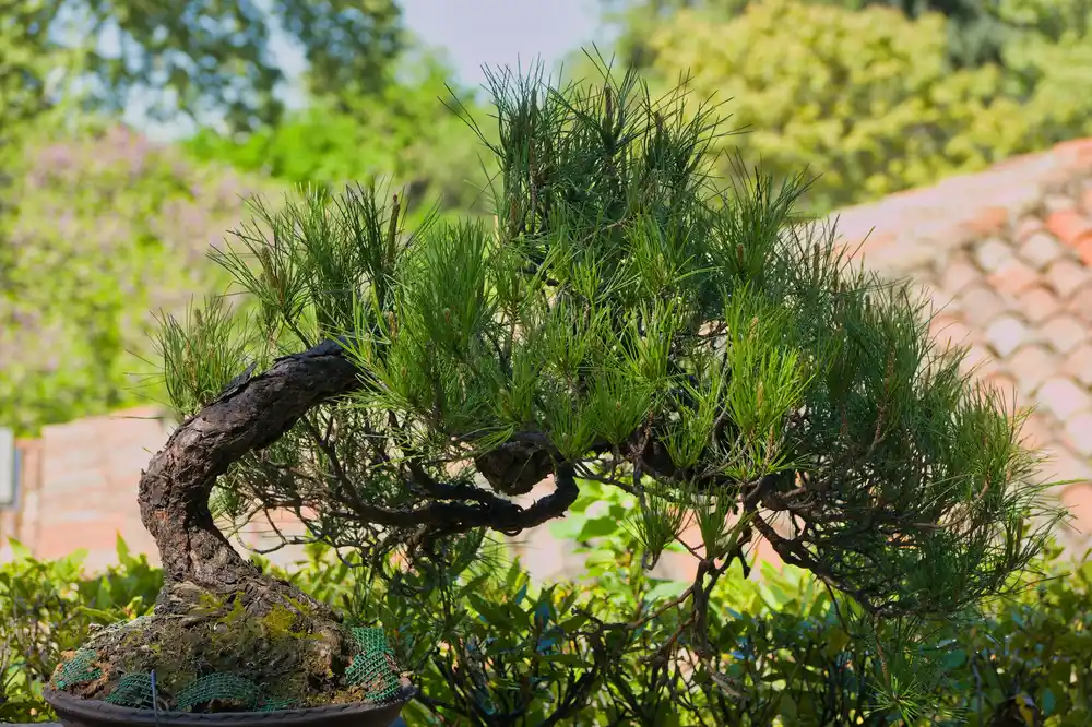 formowanie sosny na bonsai