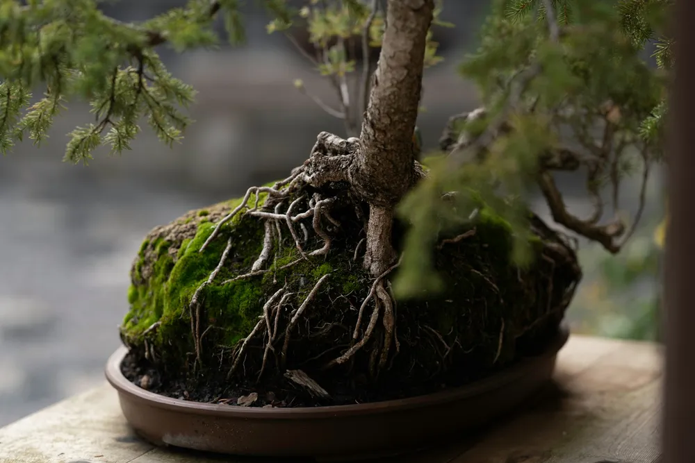 japońskie ogrody bonsai