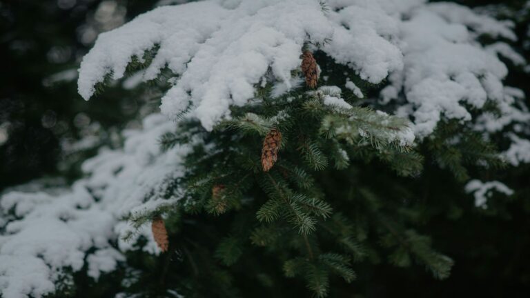Zimowanie bonsai na zewnątrz: Jak skutecznie zabezpieczyć drzewka w ogrodzie i na tarasie przed mrozem?