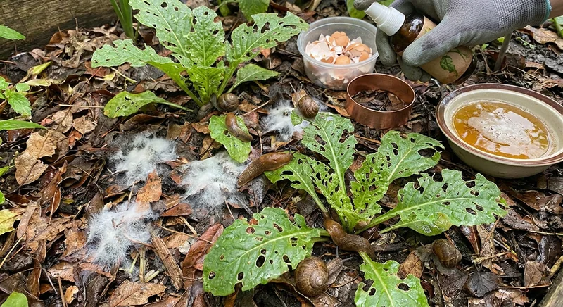 Ślimaki i biała pleśń na uszkodzonych roślinach oraz naturalne metody ich zwalczania, np. skorupki jaj i piwo.