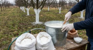 Mężczyzna w rękawiczkach miesza drewnianą łopatką białe wapno w metalowym wiadrze na tle pobielonych drzew owocowych.